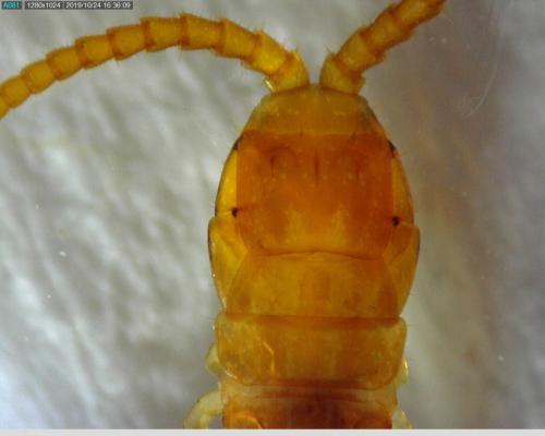 Geophilus easoni